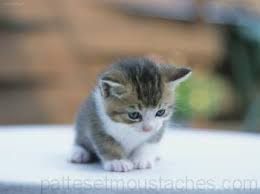 R&eacute;sultat de recherche d'images pour 