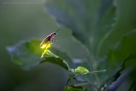 Image result for firefly insect