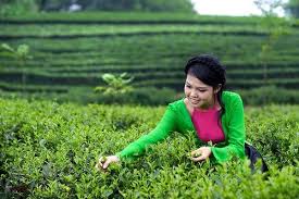 Kết quả hình ảnh cho chè tân cương