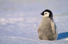Image result for penguins