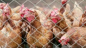 Woolworths' advice to shoppers after egg supplier's precautionary lockdown