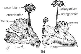 simple article: Kingdom Plantae (Bryophyta)