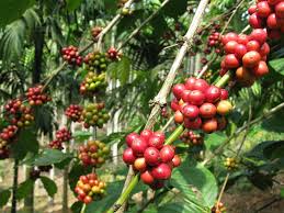 Image result for kerala images
