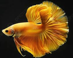 Betta