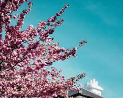 Image of blooming tree in front of a house