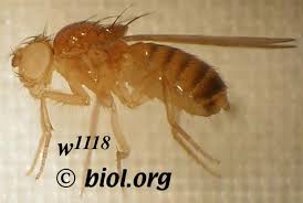 images?q=tbn:ANd9GcR8KiH7AzIKAsb8Scv6E634a3OsQwGijv9RNCDTKl8SE79t7bBP