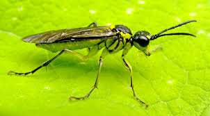 Picture of Sawflies