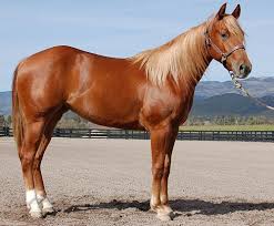 Image result for HORSE