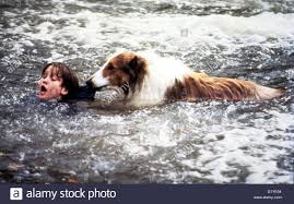 Resultado de imagem para lassie