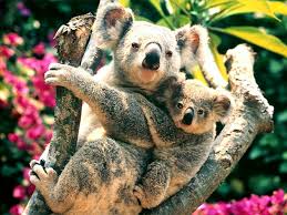Bildergebnis für koalas