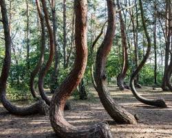Gambar Crooked Forest, Polandia
