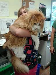Image result for maine coon