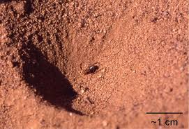 Image result for giant ant lion