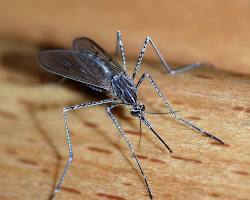 Mosquitoes