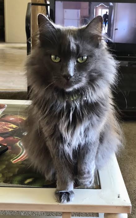 Is my cat a Nebelung?