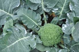 How the humble cabbage can stop cancers