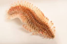 Red-Tipped Fire Worm (Chloeia viridis) - Joel Sartore