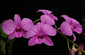 Image result for dendrobium orchid