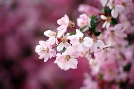 Hasil gambar untuk animasi bunga mekar bergerak