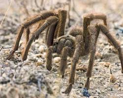 Image of Desert Tarantula Spider