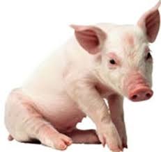 Image result wey dey for picture of a pig