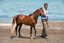 Image result for IRAN HORSES