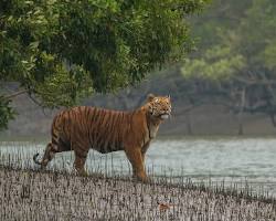 Hình ảnh về Sundarbans mangrove forest with a Bengal tiger