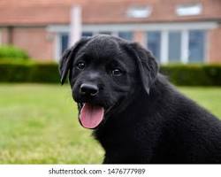 Image of Labrador Retriever Puppy Smiling at the Camera