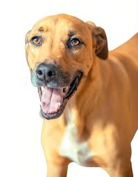 Pets sem raça definida conquistam os lares, mas abandono ainda afeta milhões de animais