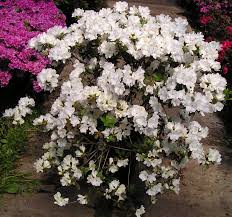 Image result for Azalea azaleas