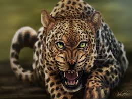 Resultado de imagem para fotos ou imagens de leopardos