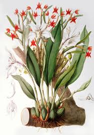 Orchid: Diothonca imbricata and Maxillar - John Lindley als ...