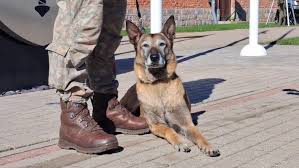 Lrt Radijas : tout ce que l'on sait à l'instant — image 4