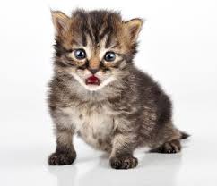 Bildresultat för gatos peludos