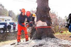 Boston Mayor Wu's Nova Scotia Trip: Taxpayer Funds & Political Undertones