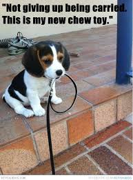 Beagle | Dog Pictures &amp; Videos - Funny, Cute, Wacky or training ... via Relatably.com