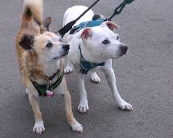 two dogs wearing harnesses and walking sidebysideの画像