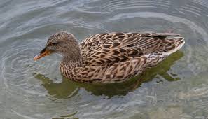 Image result for Gadwall