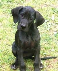 Image result for great dane black