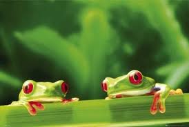 תוצאת תמונה עבור ‪frogs‬‏