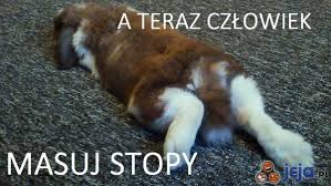 Znalezione obrazy dla zapytania królik memy