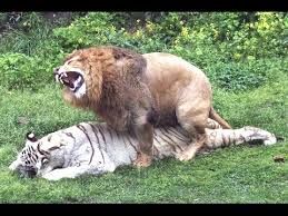 Hasil gambar untuk animal