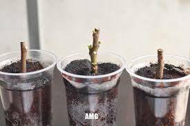 Hasil gambar untuk apa itu stek batang