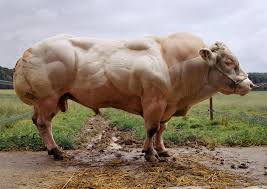 Image result for belgian blue bull meat