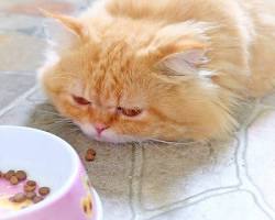 猫が療法食を食べている様子の画像