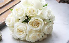 ผล๥าร๨้นหารูปภาพสำ​หรับ White rose