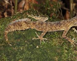 gecko on a leafの画像