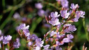 Resultado de imagen de fotos de toda la flora de la bahia de cadiz