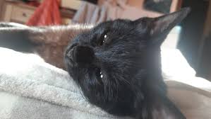 Trend Google: gatto