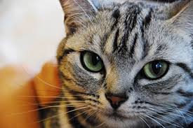「猫 画像」の画像検索結果